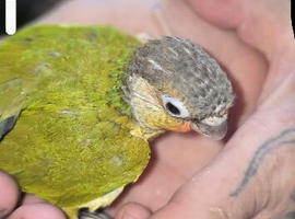 Hand reared green cheek conures