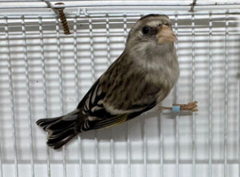 Silver blue goldfinch mule