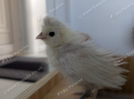 Polish Chicks
