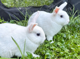 Beautiful Baby Rabbits
