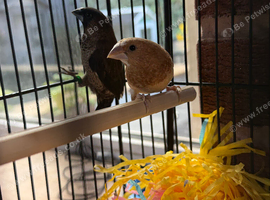 1 pair of bengalese finches