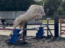 Cremello welsh D mare 14.2.