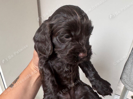 cockapoo puppies