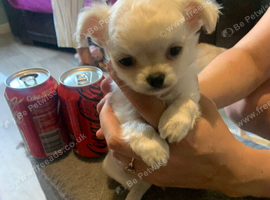 Apple head male , tiny  white chihuahua puppy
