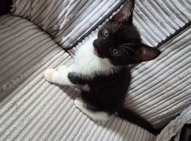 Kittens for sale to good homes