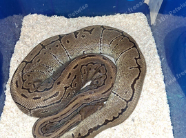 Adult (male) pinstripe