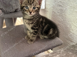 2 beautiful kittens needing new homes