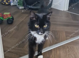 Female young cat