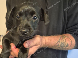 Patterdale/lakeland pup