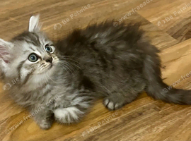 3 Stunning Persian Kittens left