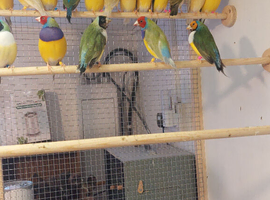 Gouldian finches and two pairs of green singers with spare male