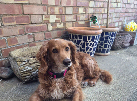 Looking for a companion for my 7yr old cockapoo