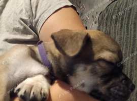 5 beautiful, playfull puppies for.sale