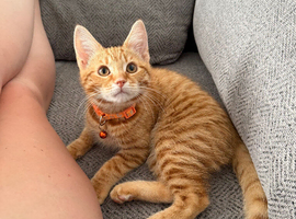 ** ginger male **