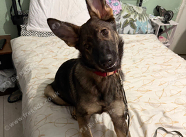 German shepherd puppy for sale in Brent
