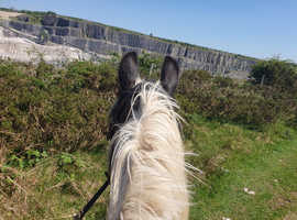 Wanted grazing Bagillt flintshire