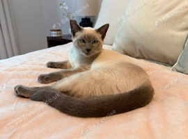 Ragdoll x siamese