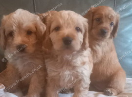 F1b cockapoo puppies