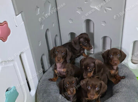 Miniature dachshund puppies