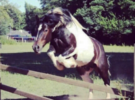 Max 15.3 cob/sport horse age 15