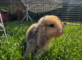 Beautiful mini cross Lionhead babies RESERVATIONS only