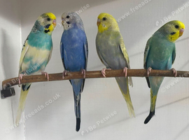 Young budgies