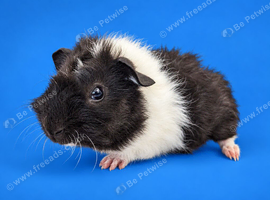 Lakeland boy black and white Dutch