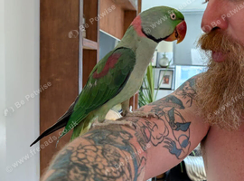 Alexandrine parrot for sale