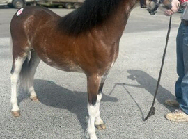 Stunning Blagdon bay roan