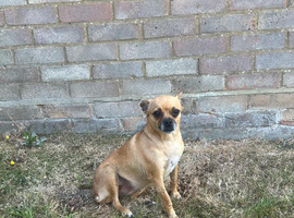 Female Chihuahua