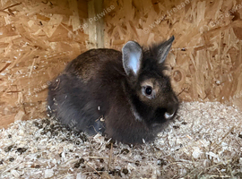 3 rabbits looking for new home
