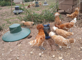 Trio buff laced polish bantams