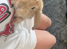Giant lop babies