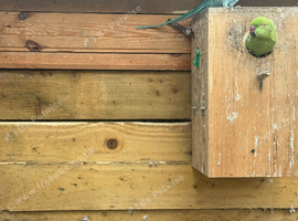 Proven pairs of Ringnecks (4 years old)