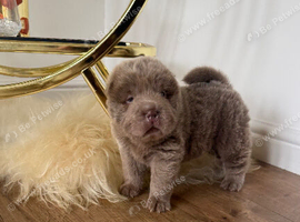 Top quality bear coat shar peis for sale