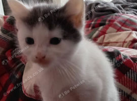 Kittens have just been weaned and litter trained
