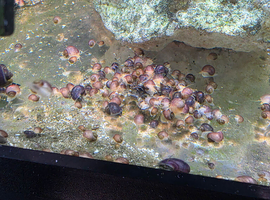Magenta mystery snail babies. Pomacea bridgesii