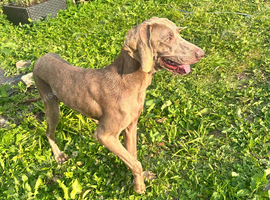 KC reg female