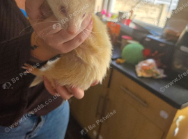 Chipped Beautiful & Very Friendly 11-Month-Old Albino Jill (Nibbles) Looking for a 5★ Home