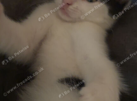 Kitten