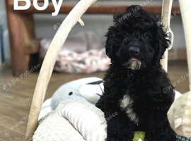 Rolo stunning litter of 2 puppies ready now