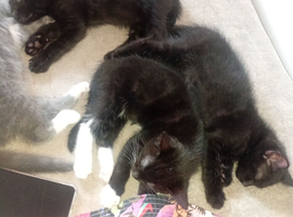 Half Ragdoll kittens