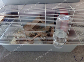 Hamster and cage