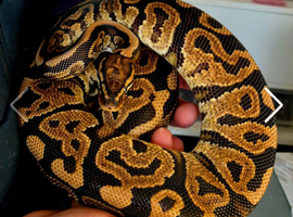 Various Royal pythons
