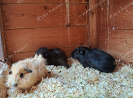 Gorgeous coloured Guinea pig babies