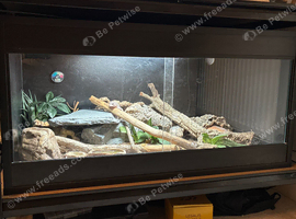Leopard Gecko + Vivarium for sale