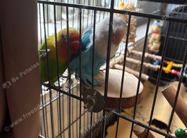 Pair of lovebirds and full set up +extras
