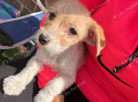 Miniature Jack Russell + Maltese