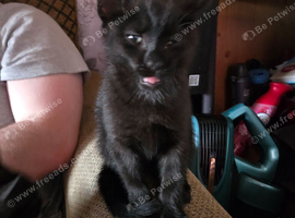 I have 1 black kitten male