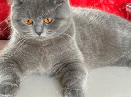 STUNNING BLUE BSH FEMALE CAT FOR SALE